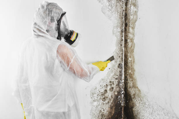 Best Industrial Mold Remediation in Brewster, WA