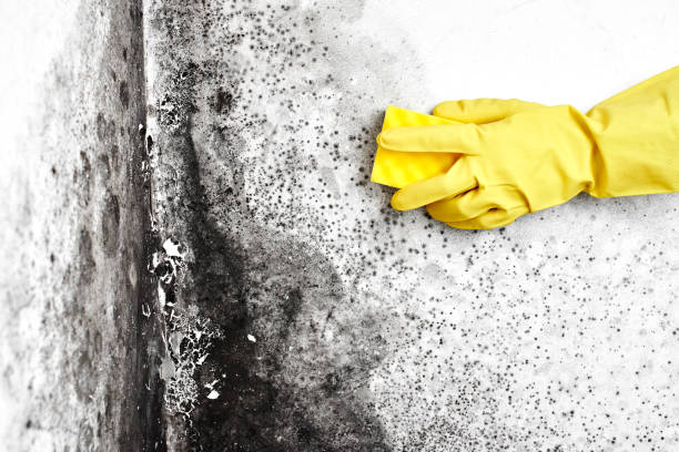 Best Black Mold Remediation in Brewster, WA
