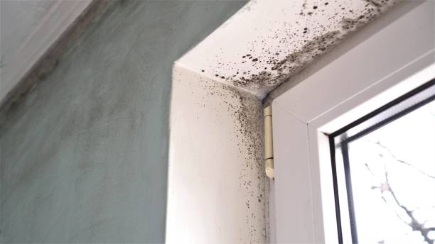 Best Health and Safety Mold Remediation in Brewster, WA