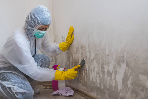 Trusted Brewster, WA Mold Remediation Experts