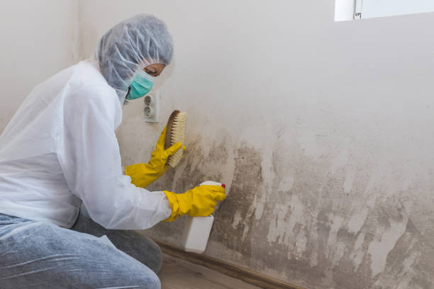 Best Residential Mold Remediation in Brewster, WA