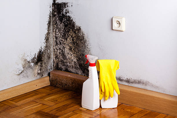 Best Mold Testing and Inspection Services in Brewster, WA