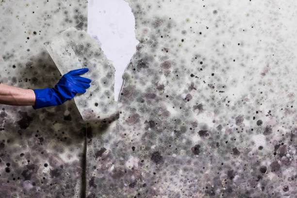 Best DIY Mold Remediation Support Services in Brewster, WA