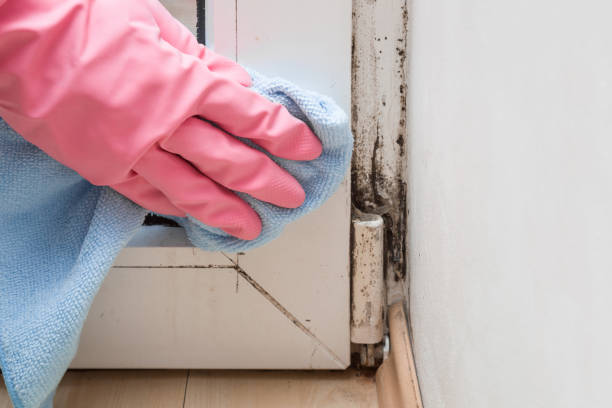 Best Basement Mold Remediation in Brewster, WA